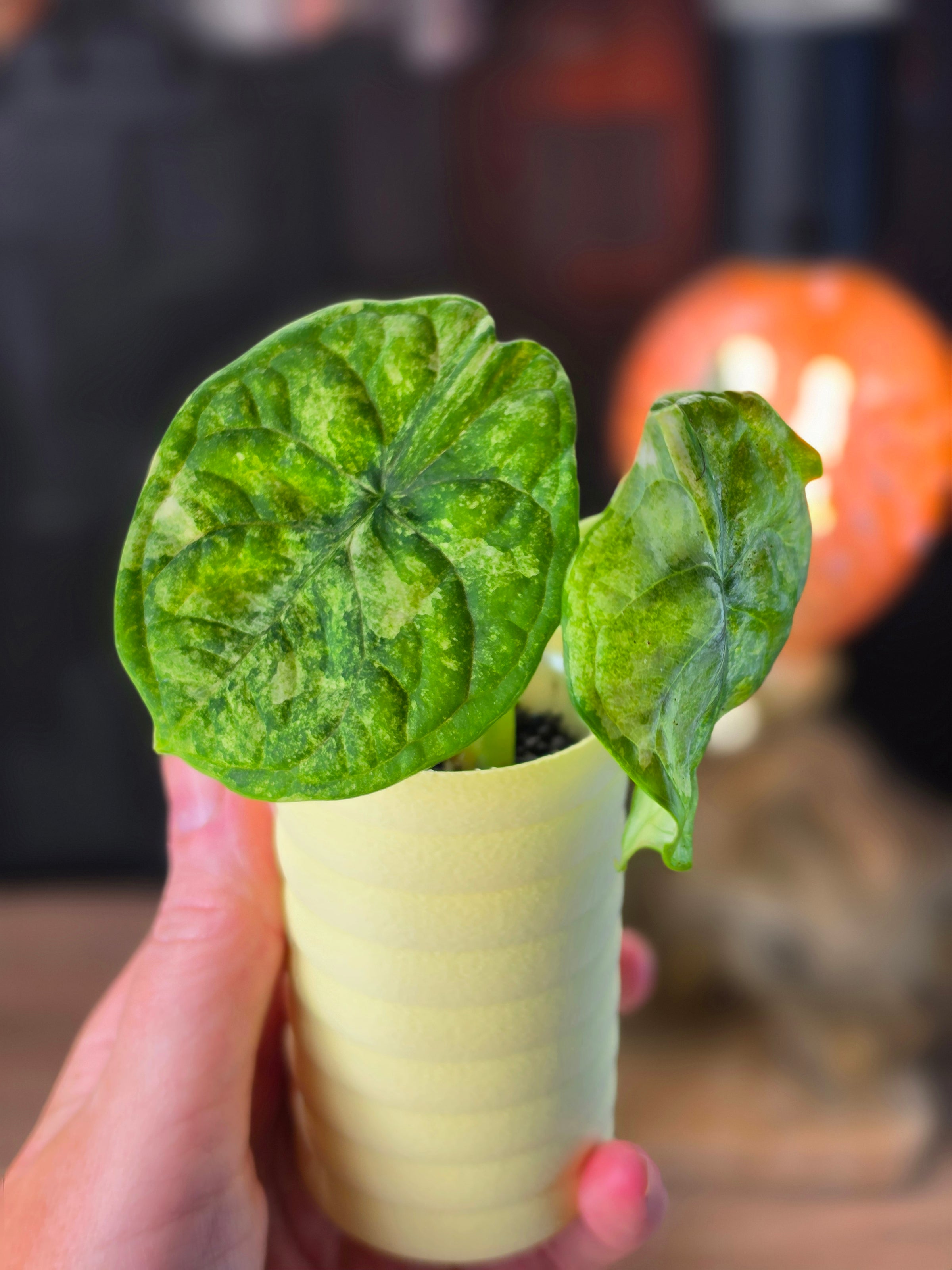 Alocasia 'Aegis' Mint