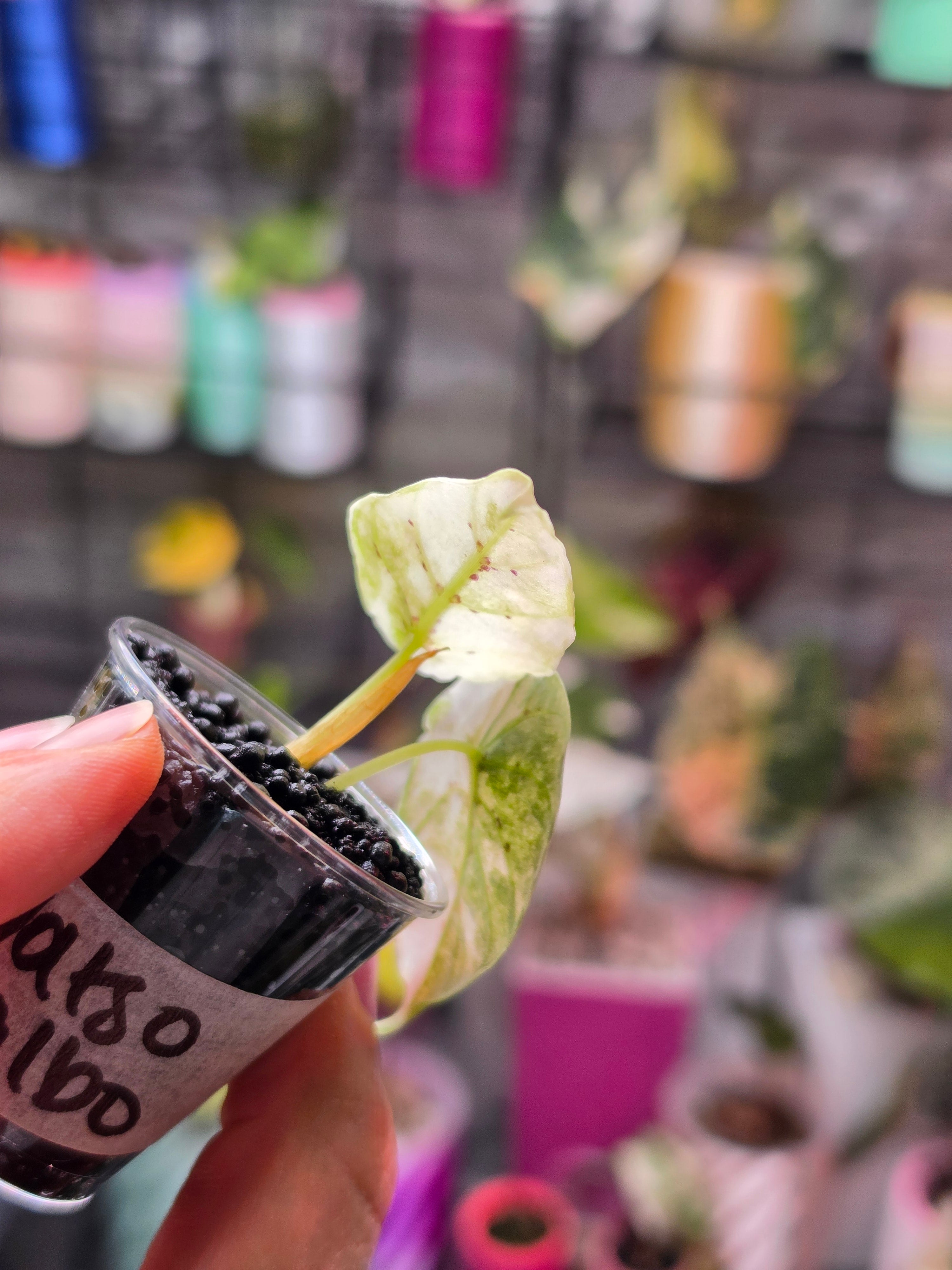 Alocasia Watsoniana Doff Albo | Rare White Variegated Collector Alocasia