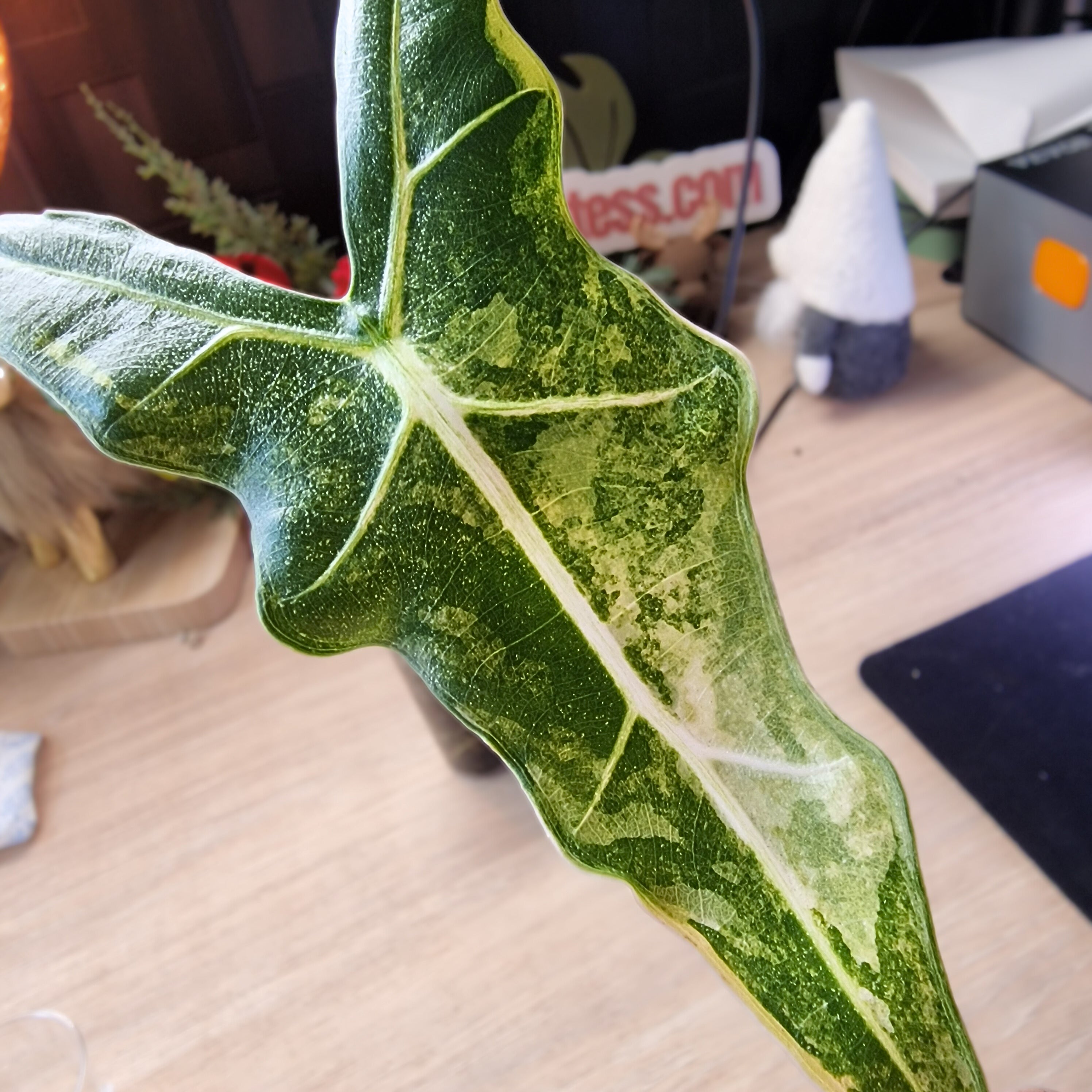 Alocasia Sarian albo corm