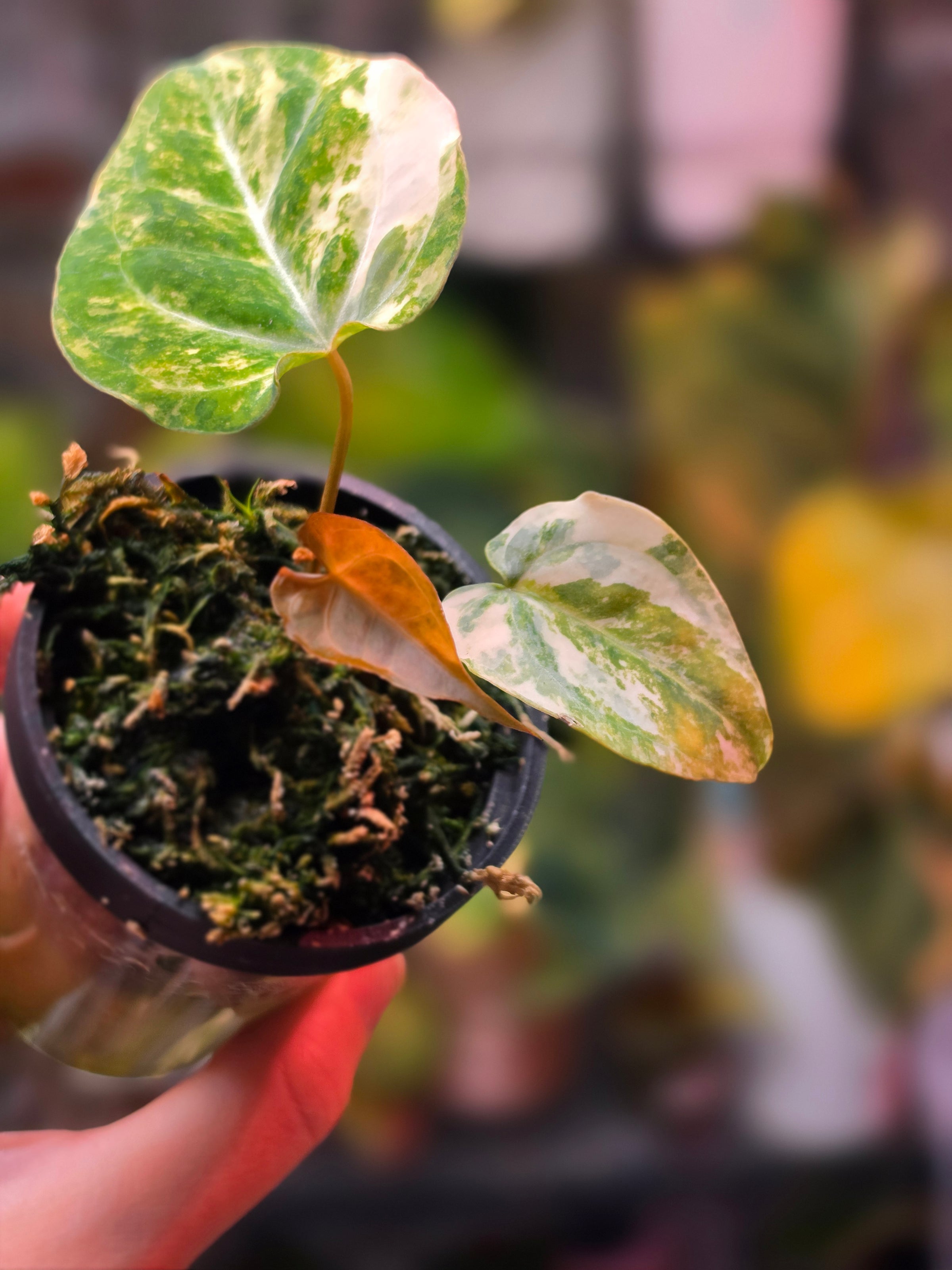 Anthurium (Papillilaminum × Crystallinum) × Carlablackiae (Variegated) kidda line