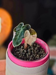 Alocasia Heart Balloon Pink | Rare Pink Variegated Collector Alocasia
