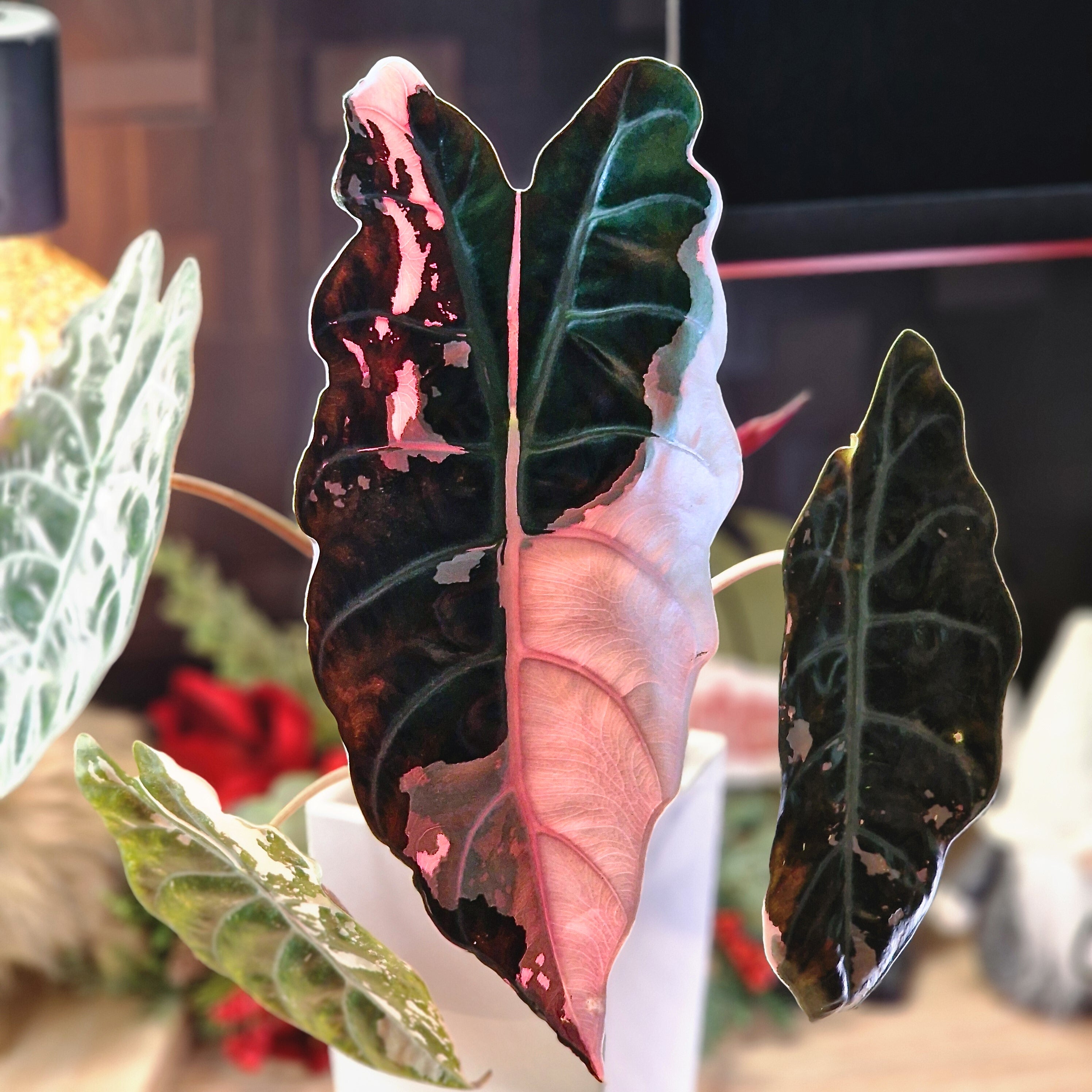 Alocasia Black Velvet pink – Plant.ess