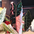 Alocasia Chantrieri pink corms