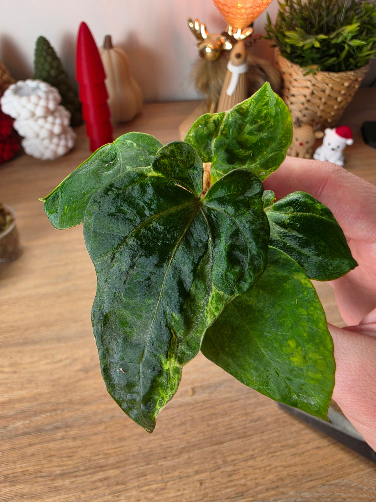 Anthurium Forgetii × RVDP Mutated | Baby, 5 Leaves