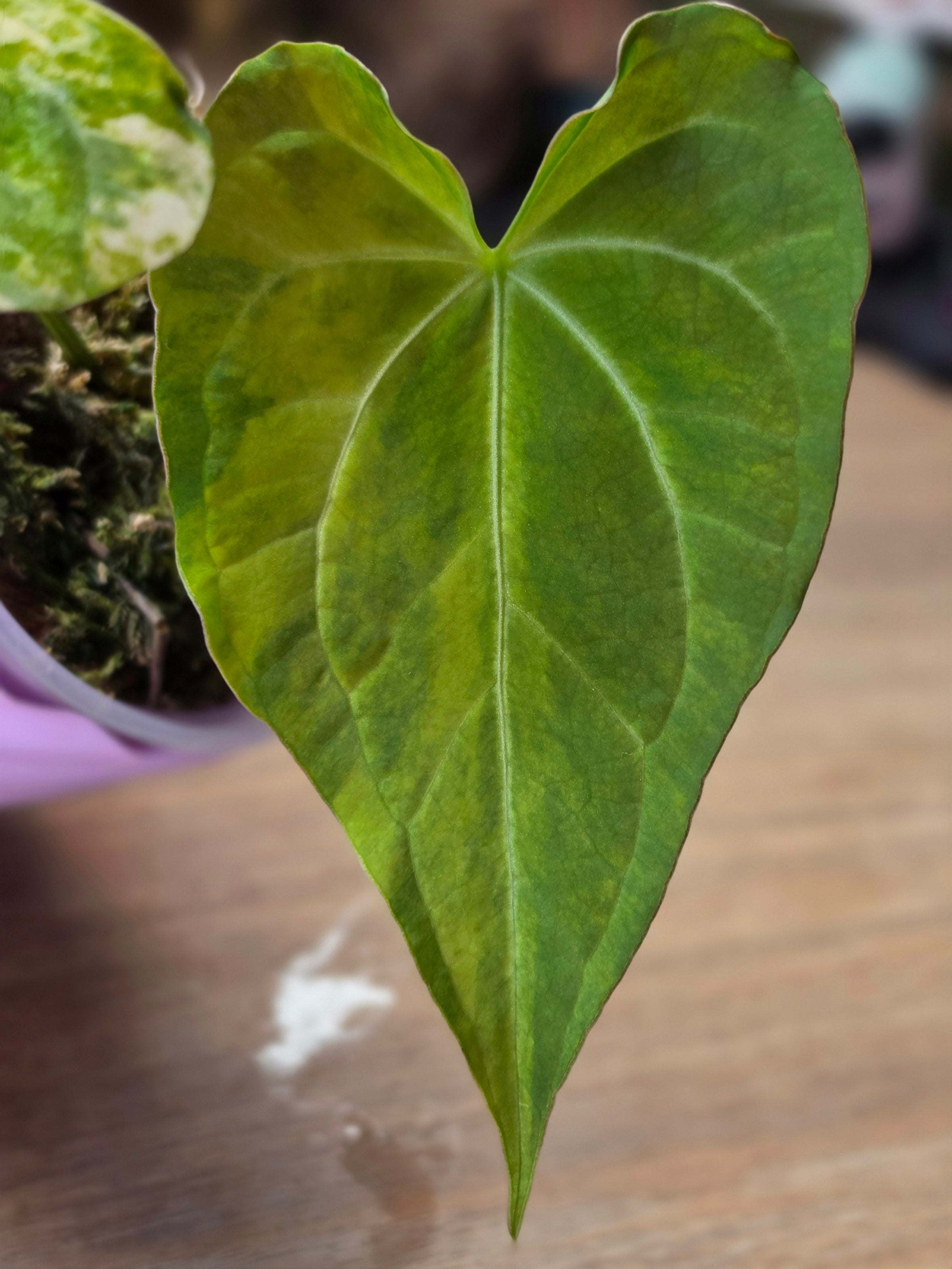Anthurium (Pterodactyl x Luxurians) x (Papillilaminum x Magnificum) Clone | Rare Collector Hybrid
