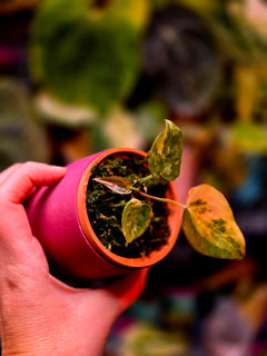 Anthurium Papillilaminum × Ace of Spades (SKG) | Peach Variegated