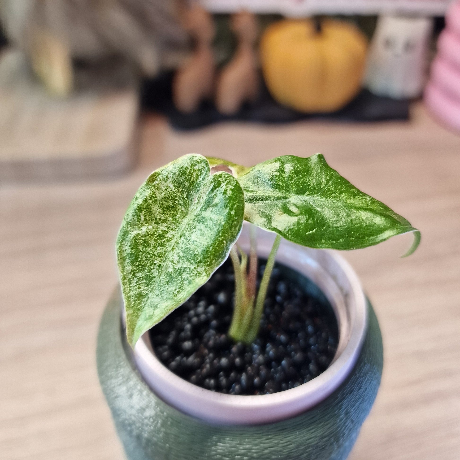 Alocasia Black Satun stardust