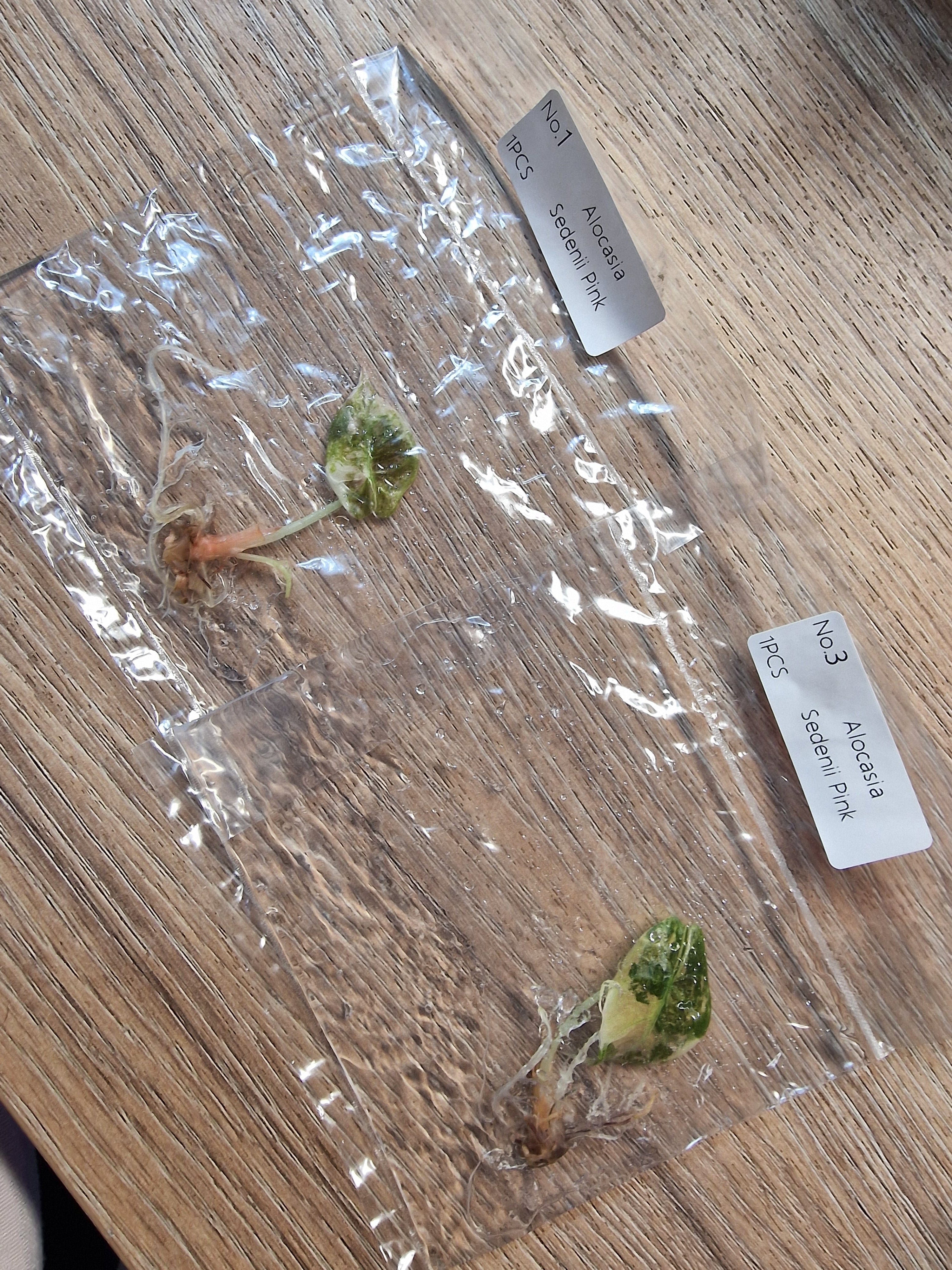 Alocasia Sedenii Pink TC pre-order