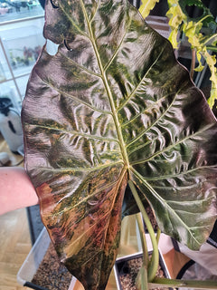 Alocasia Calidora × Pink Dragon × Longiloba | Pink Variegated Hybrid Collector Plant #3