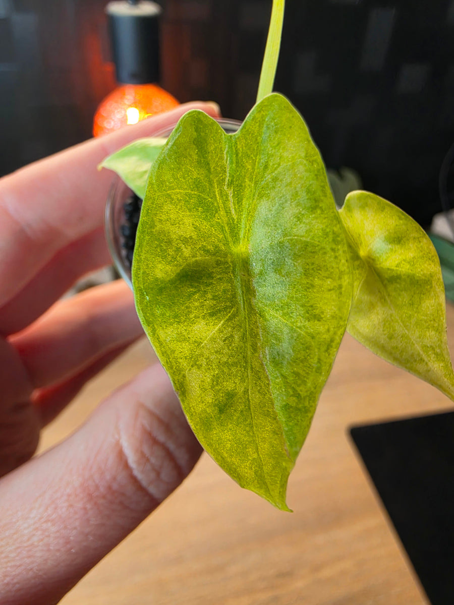 Alocasia Venusta Aurea | Rare Yellow Variegated Collector Alocasia