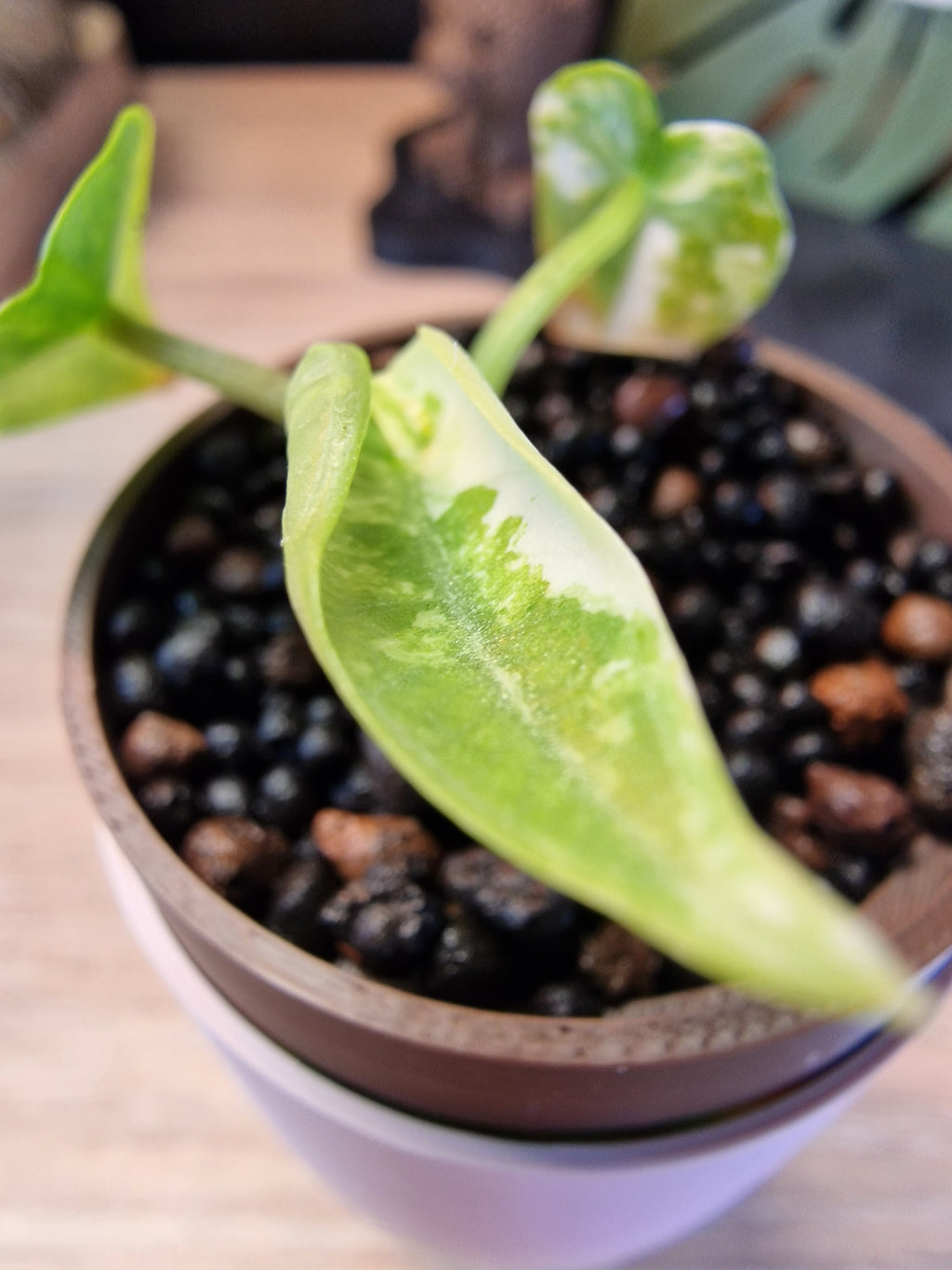 Alocasia Reginae Albo / Pink #4