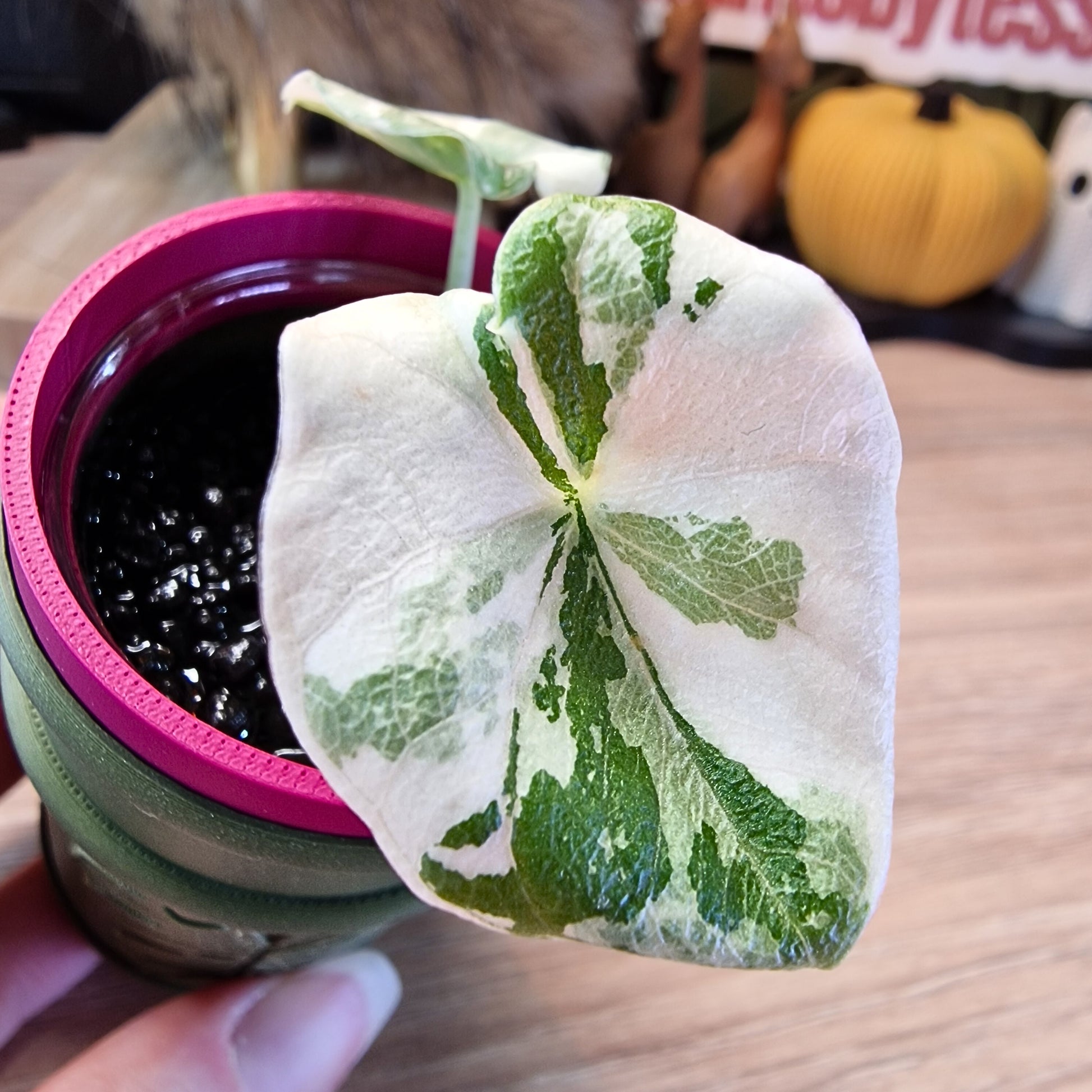 Alocasia Melo albo