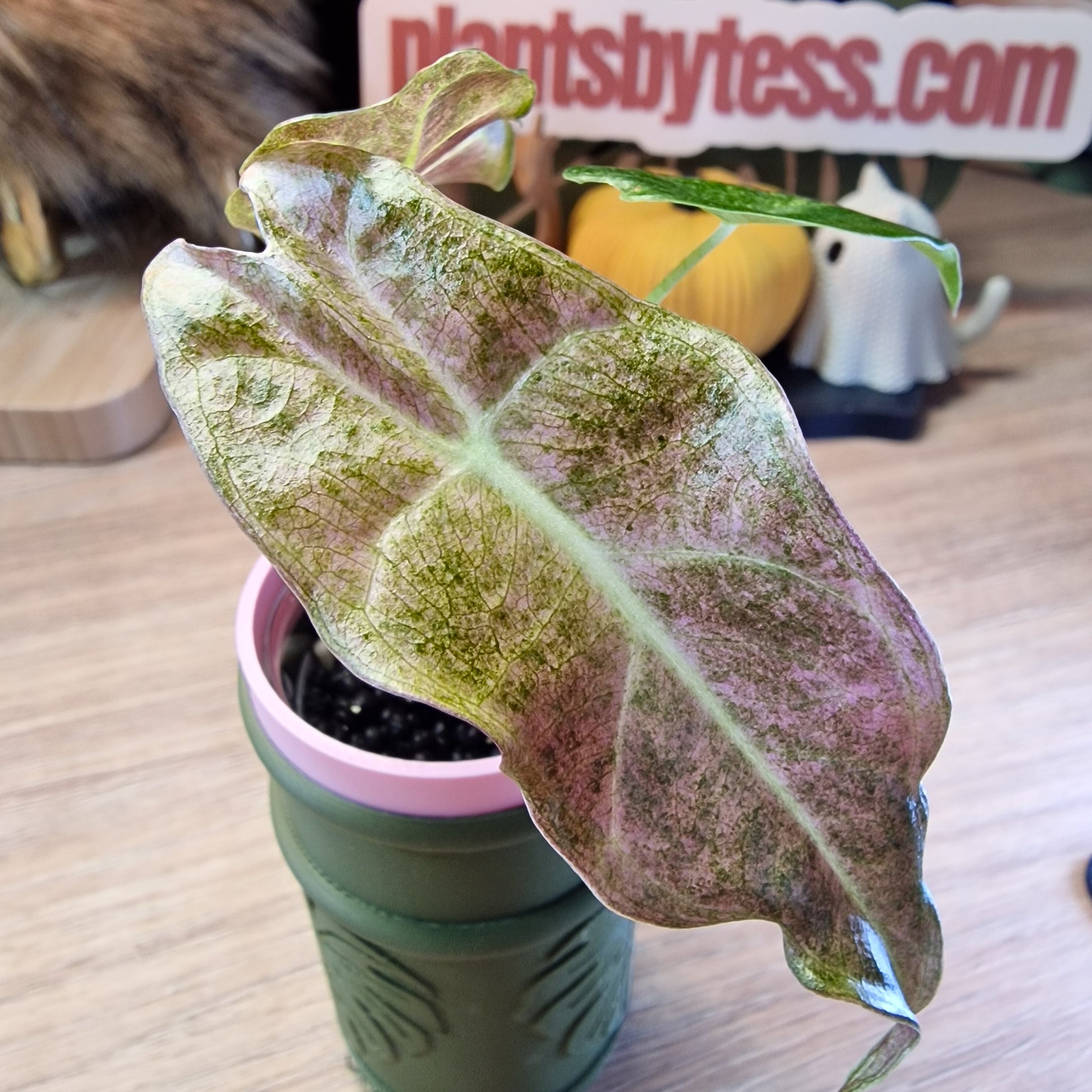 Alocasia Black Satun stardust