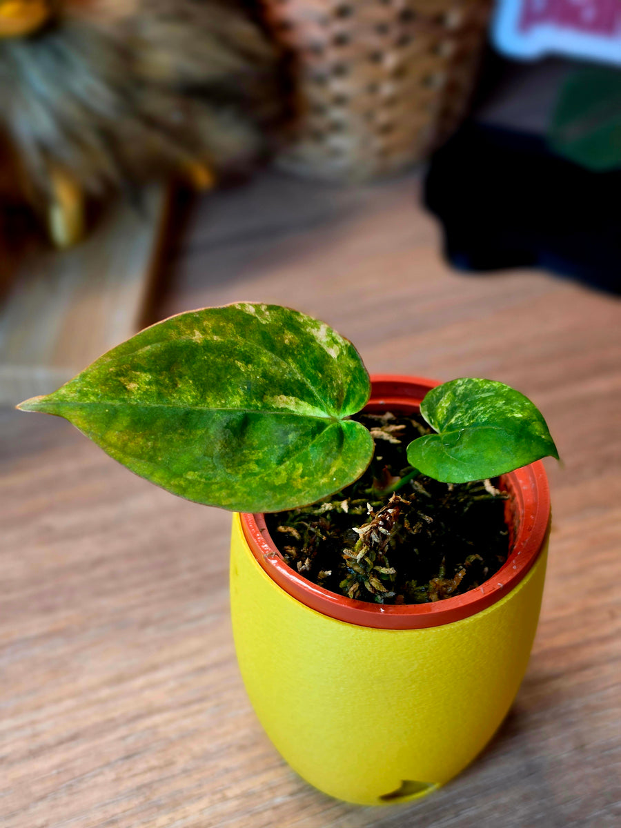 Anthurium Papillilaminum × Ace of Spades (SKG) | Variegated Clone, 2 Leaves
