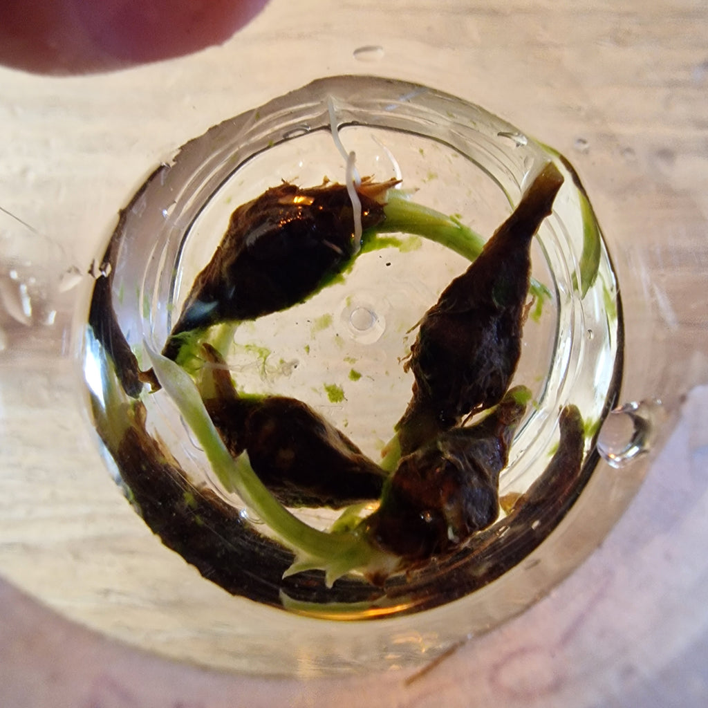 Alocasia Simpo aurea corms