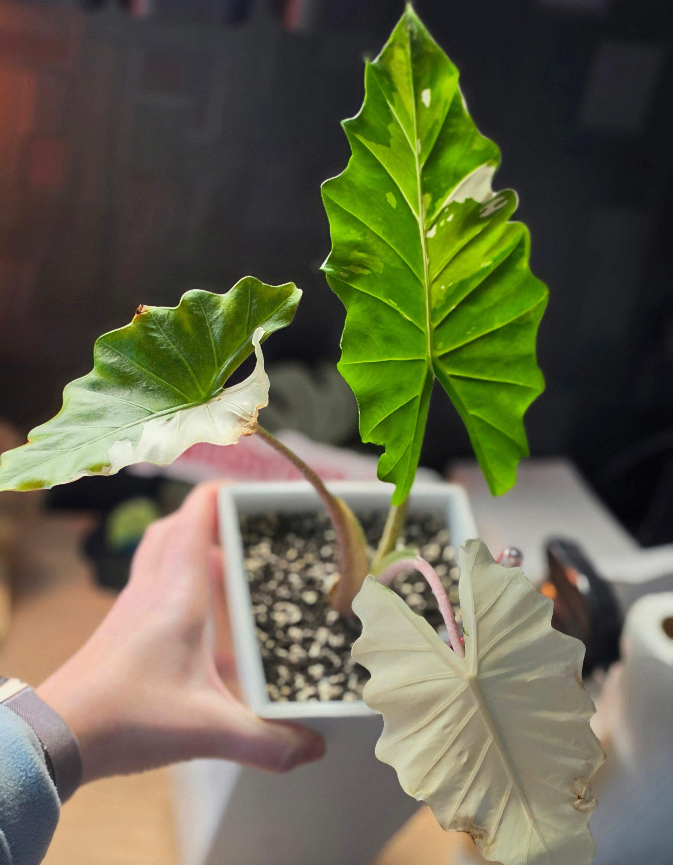 Alocasia Portodora Albo corm variegated rare bulb at Plant.ess Sweden