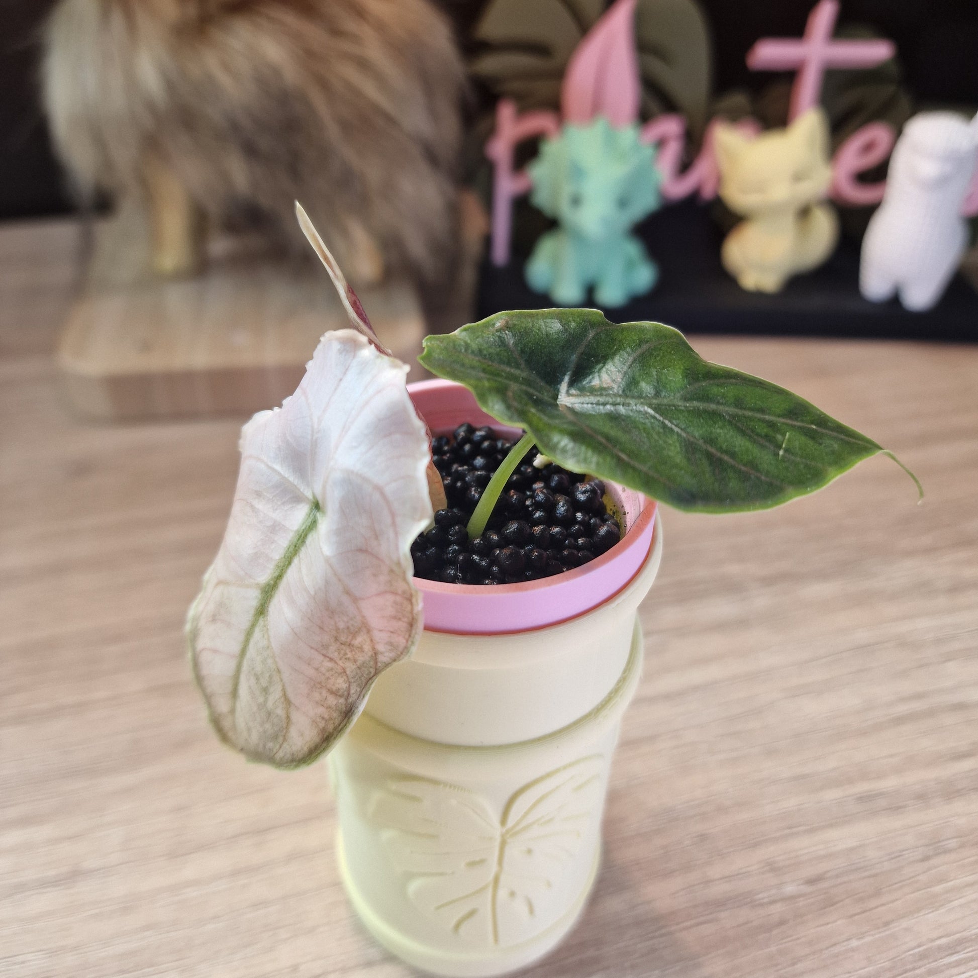 Alocasia Azlanii albo/pink
