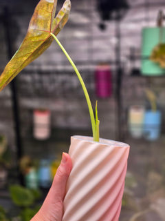Alocasia Hybrid - Calidora × (Pink Dragon × Longiloba) (Variegated)