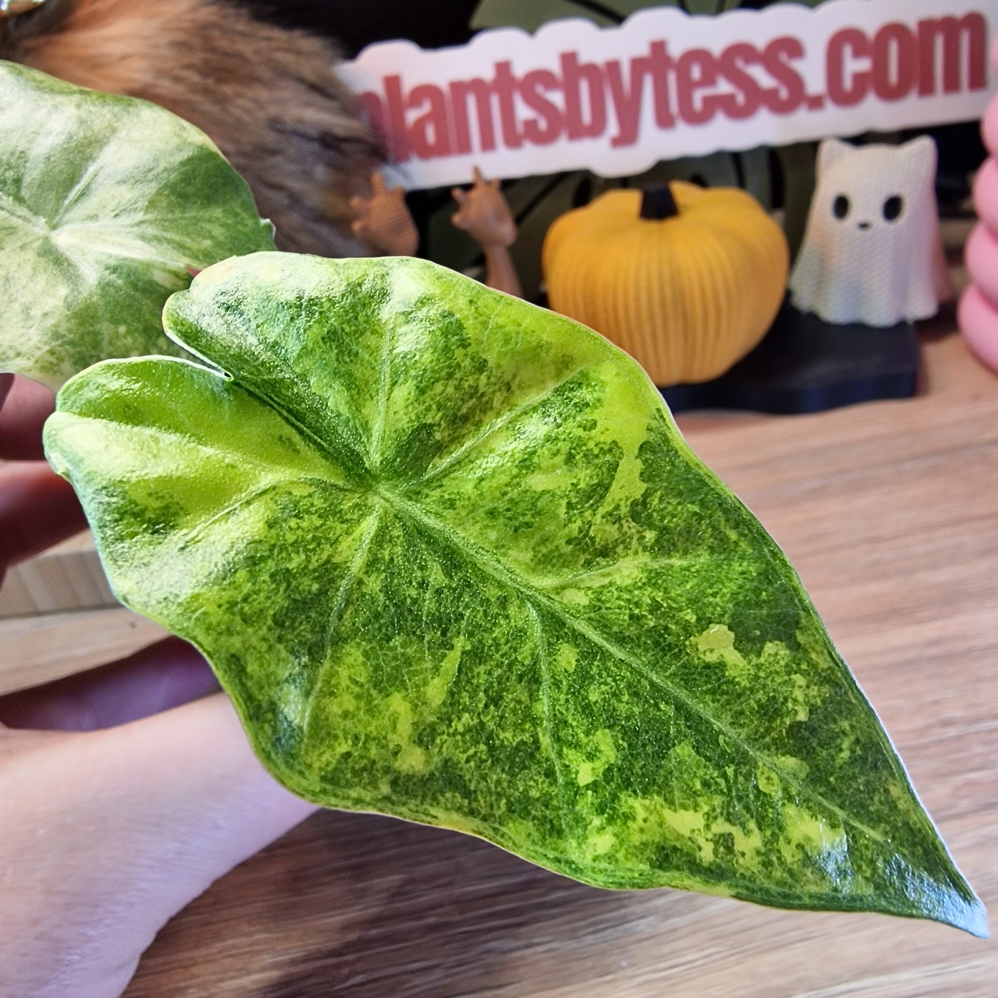 Alocasia Portora aurea