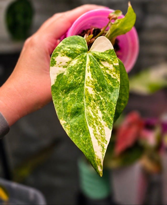 Anthurium (supermassive × warocqueanum) × papillilaminum