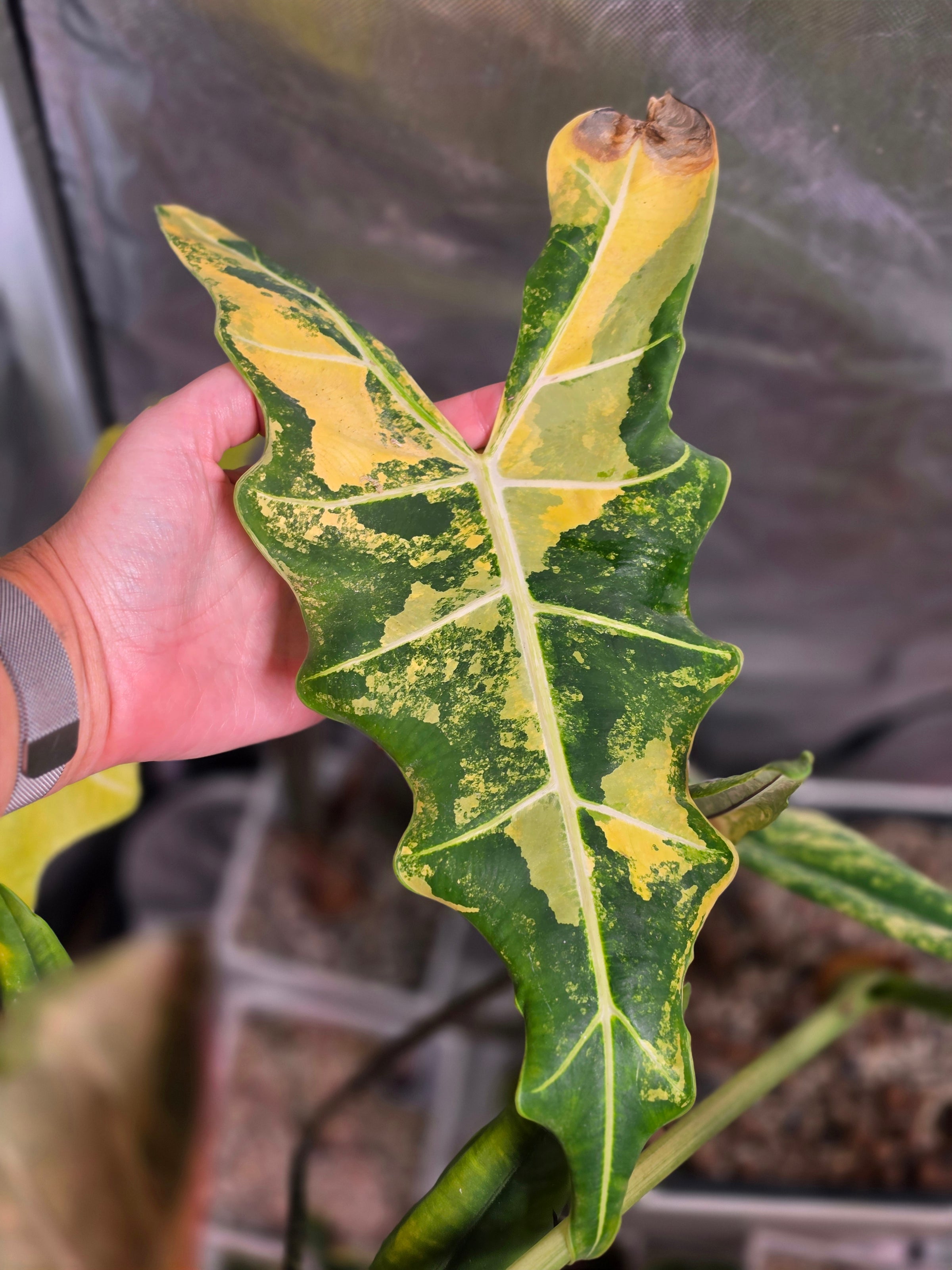 Alocasia 'Sarian' Aurea