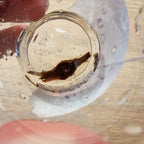 Alocasia Sanderiana pseudo aurea corm