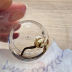 Alocasia Amazonica pink corm