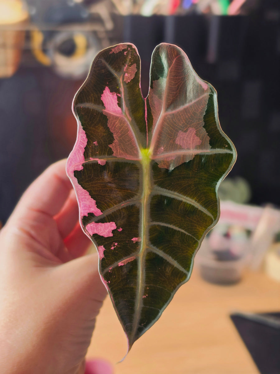 Alocasia Polly Pink Snowflake | Pink Variegated Collector Plant #2