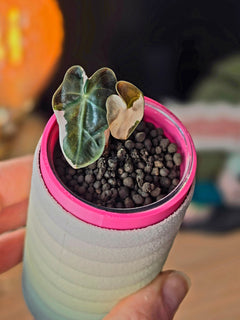Alocasia Heart Balloon Pink | Rare Pink Variegated Collector Alocasia