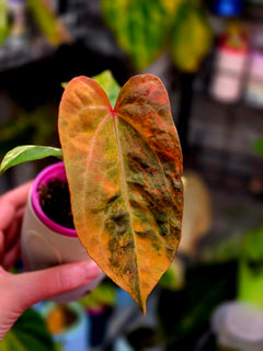 Anthurium Dressleri × X-Ray Mutated | Velvet Collector Hybrid