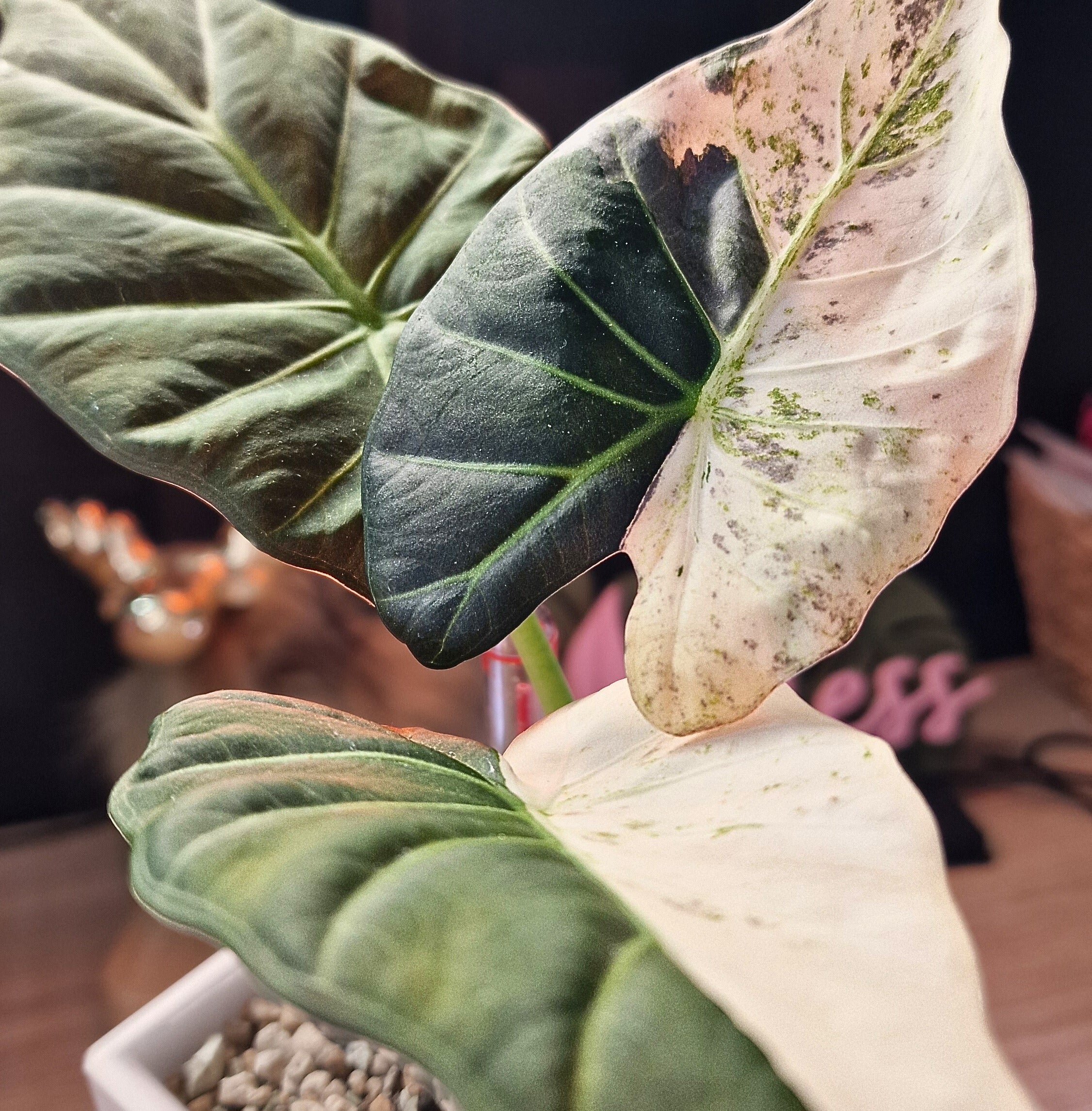 Alocasia Regal Shield albo corm