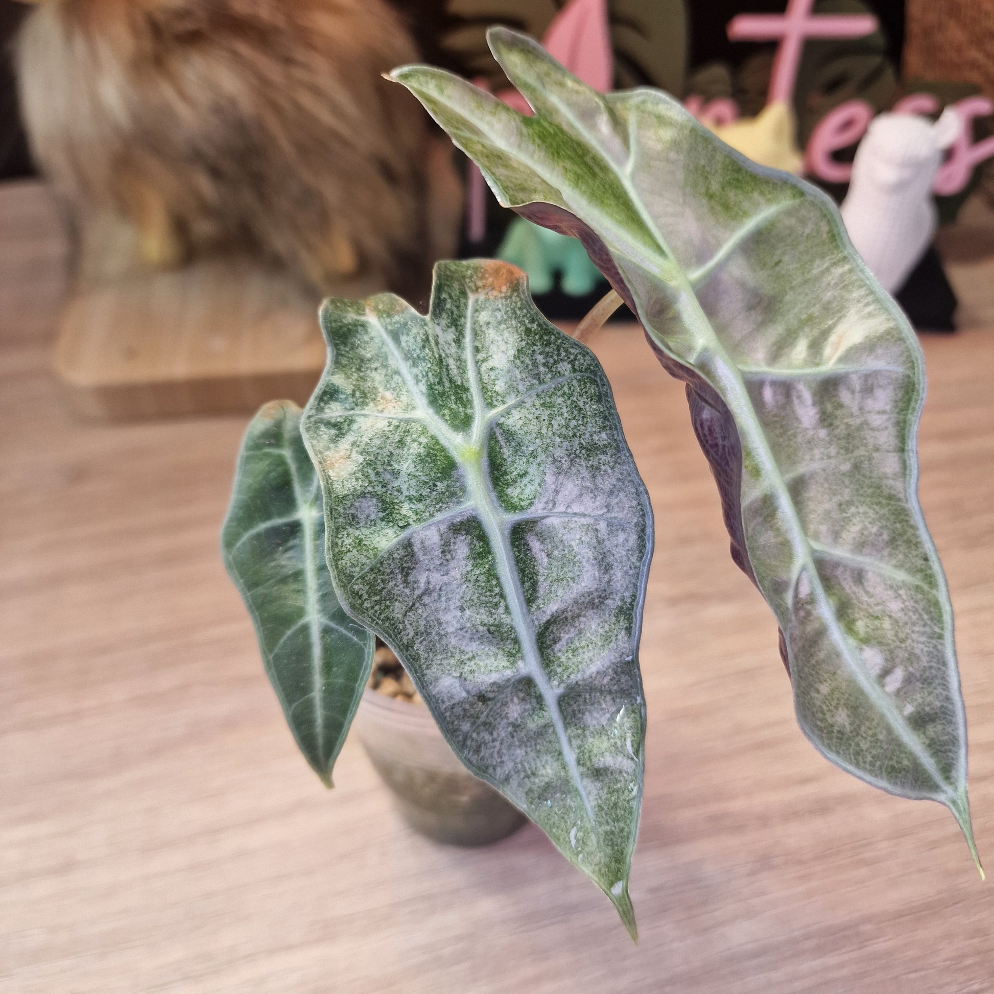Alocasia Polly Pink Mint