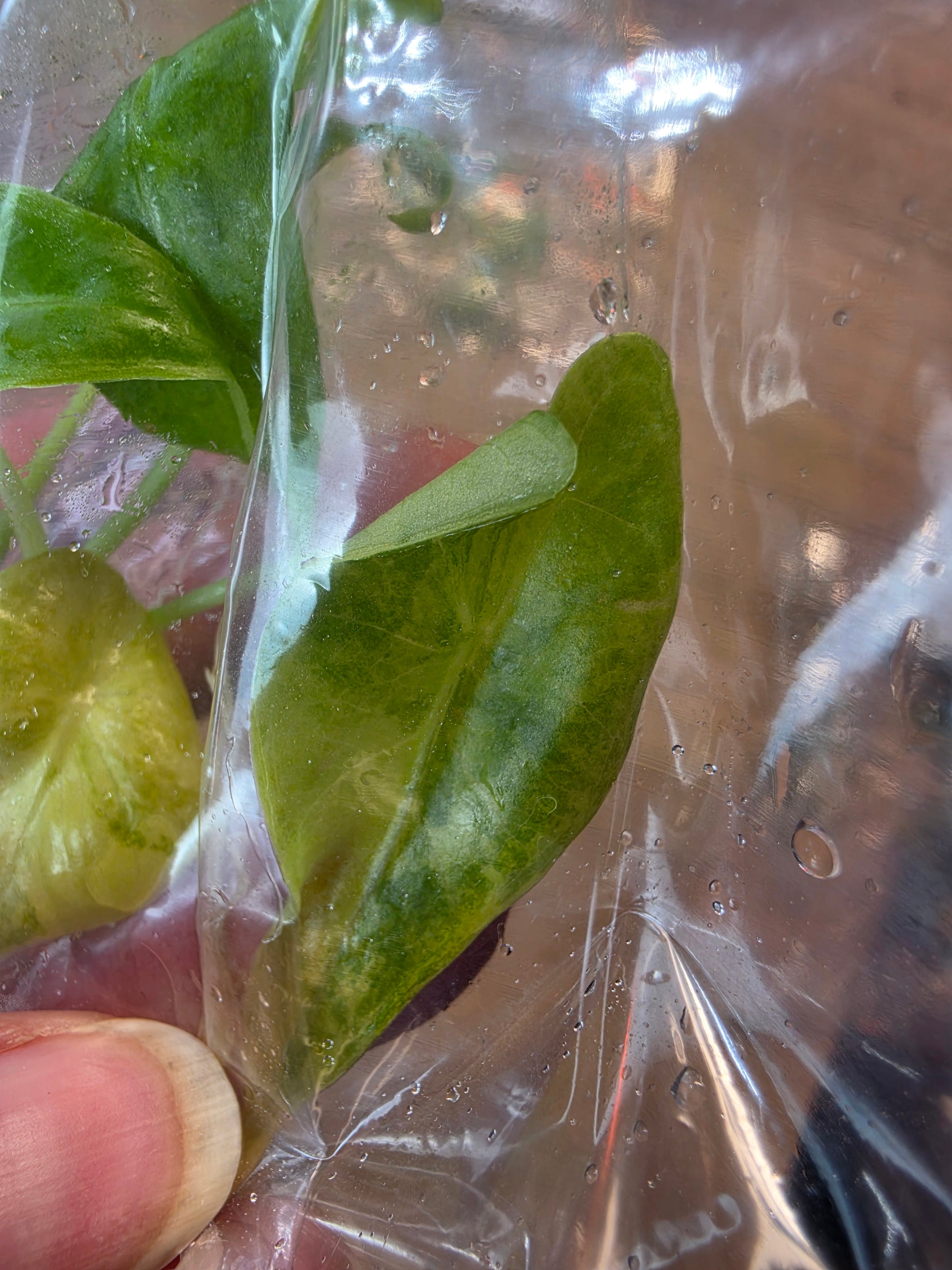 Alocasia Venusta Aurea TC in Bag | Rare Yellow Variegated Alocasia