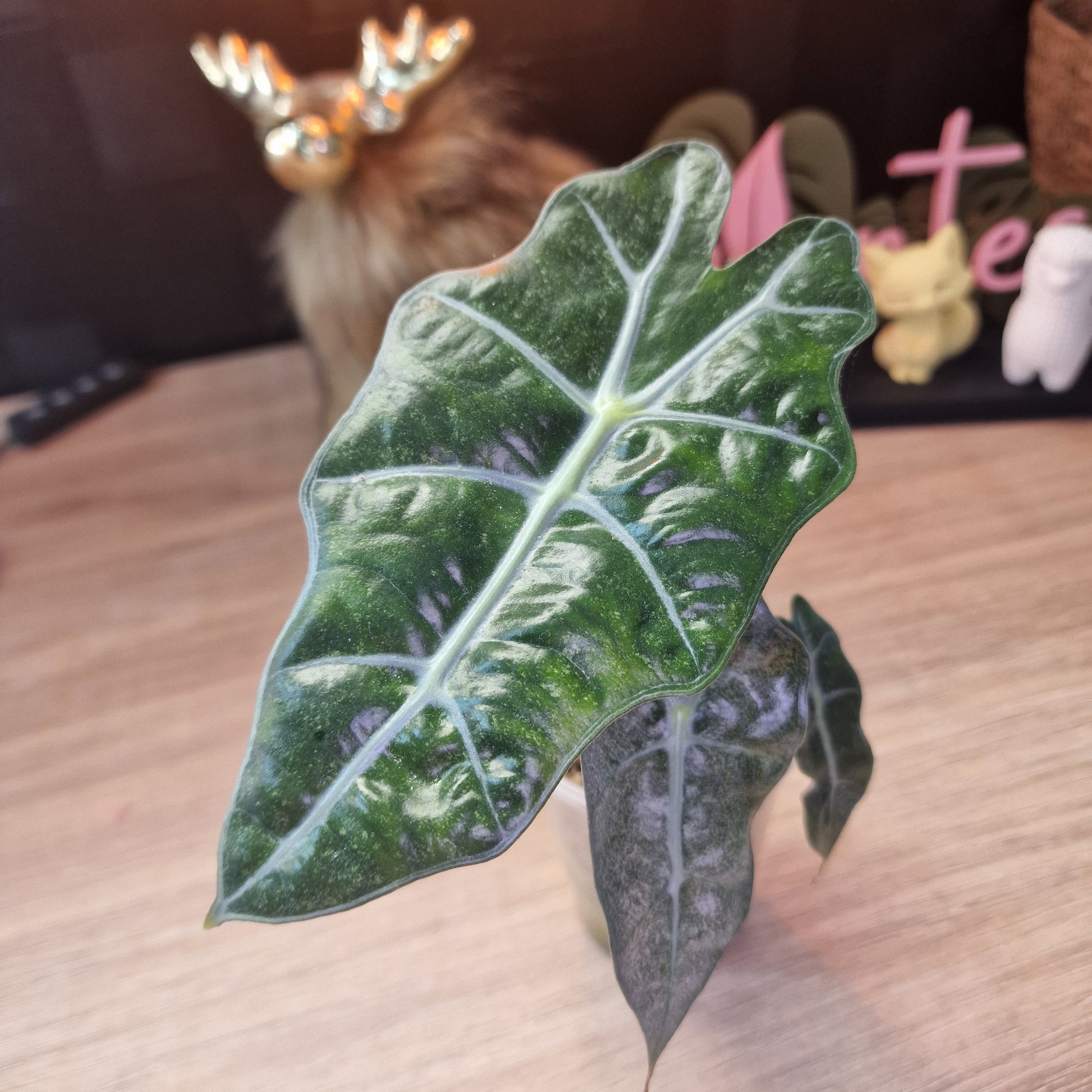 Alocasia Polly Pink Mint