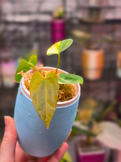 Anthurium Ace of Spades Dark Form x (Papillilaminum x Red Vein Dark Phoenix) | Rare Velvet Collector Hybrid