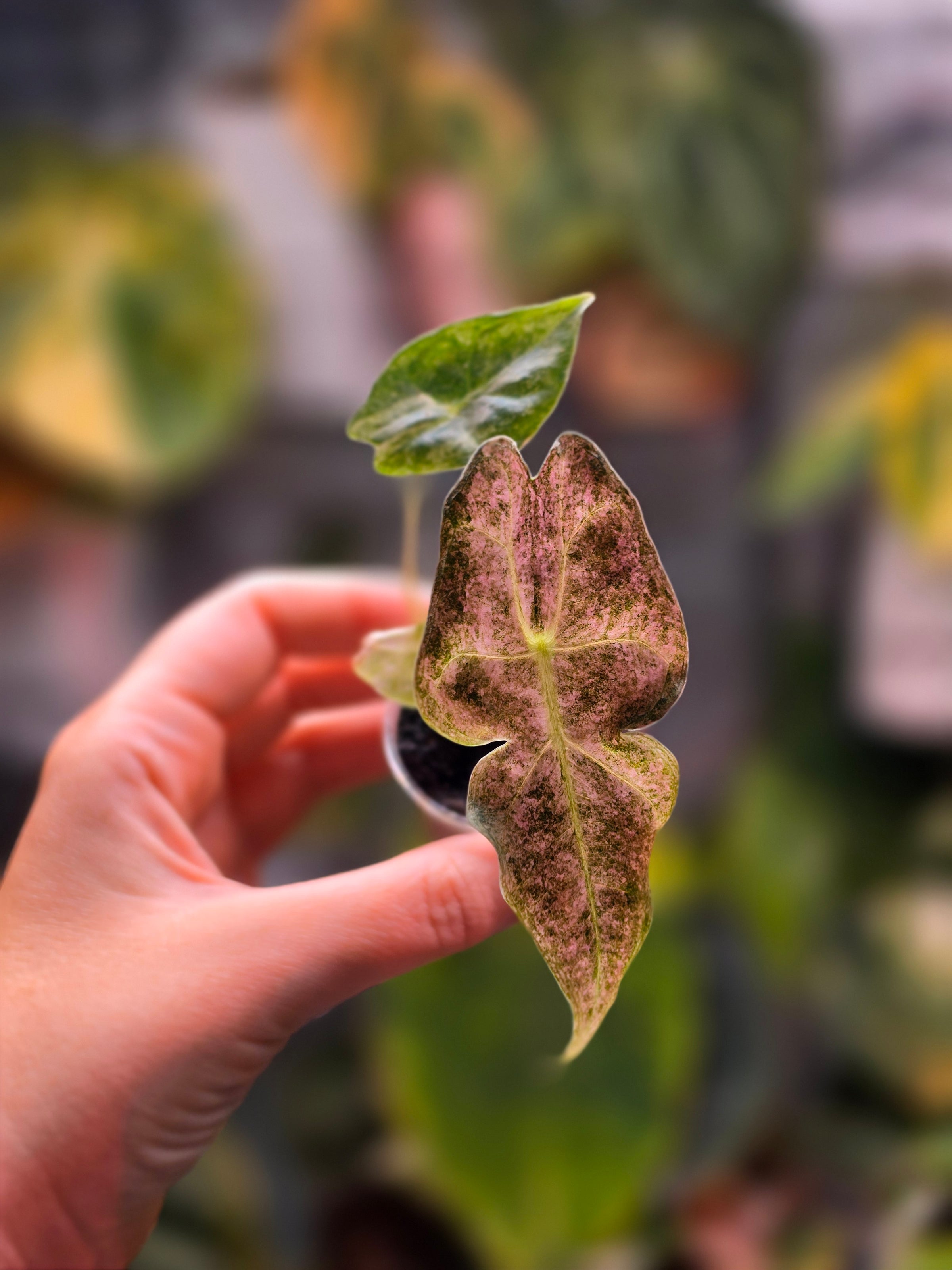 Alocasia Black Satun Stardust | Speckled Variegated Collector Alocasia