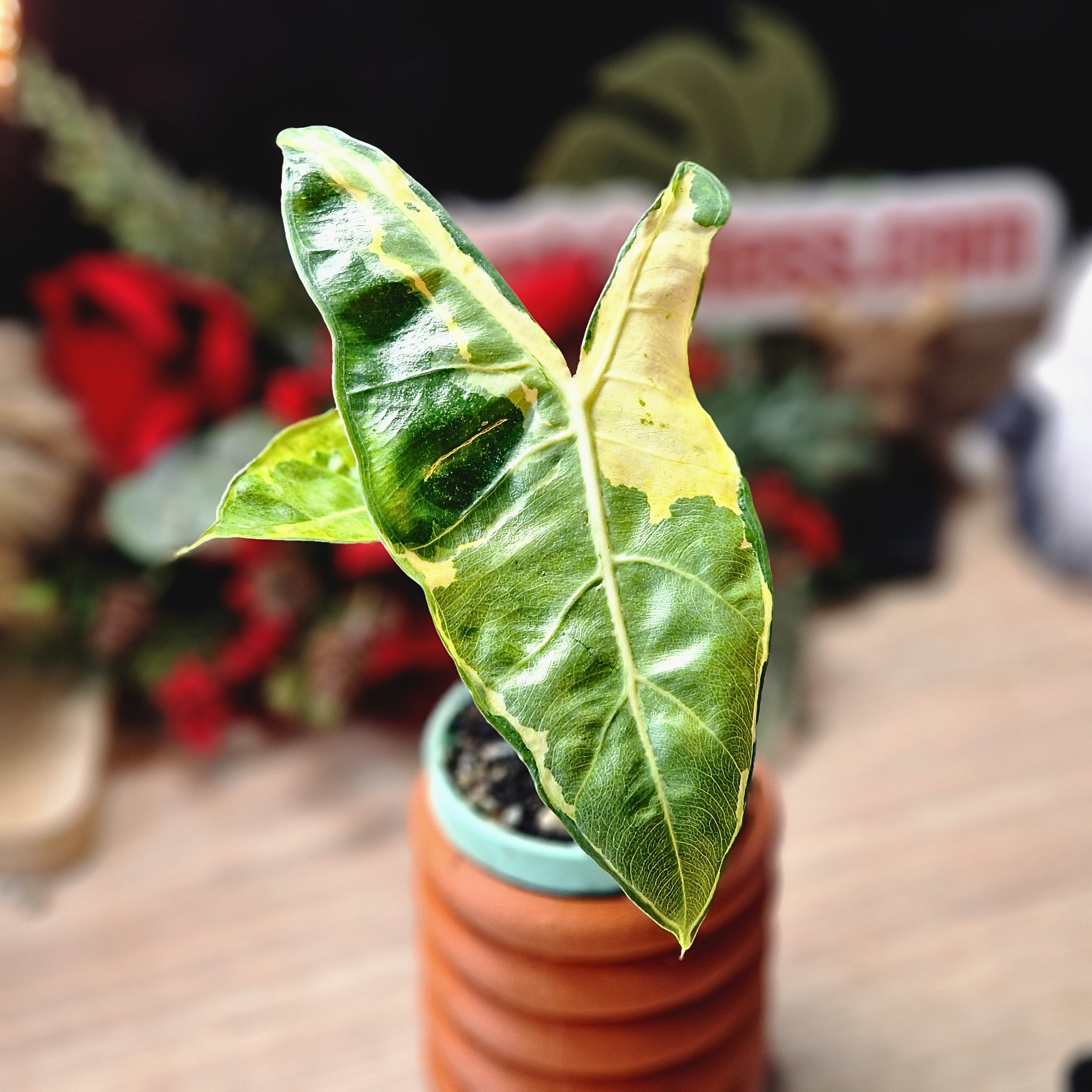 Alocasia Longiloba Lava 'King Cobra' corm