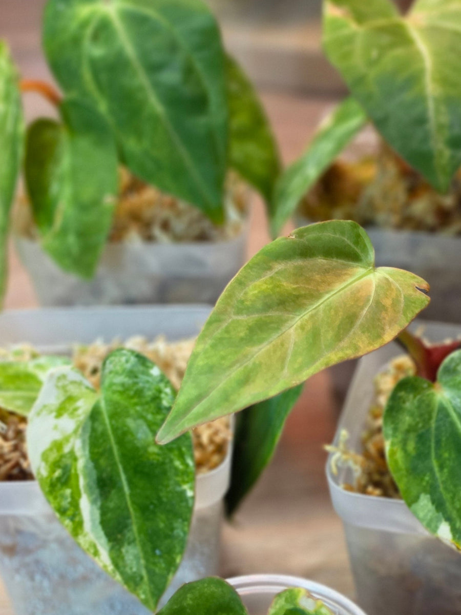 Anthurium (SKG Silver × Red Crystallinum) × (Pap Var × Carlablackiae) | Variegated Lot of 5