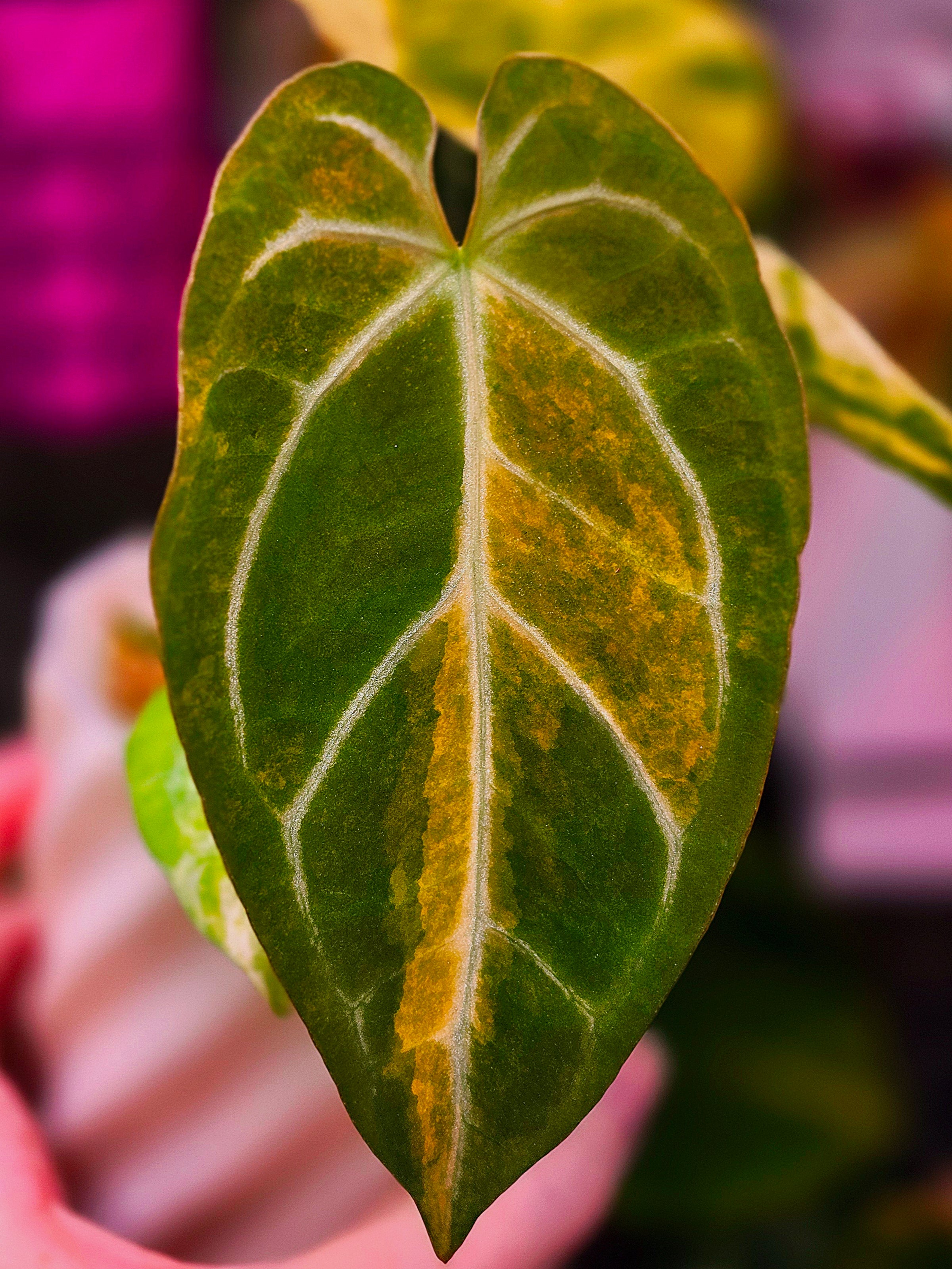 Anthurium Papillilaminum × Michelle | Cream Variegated