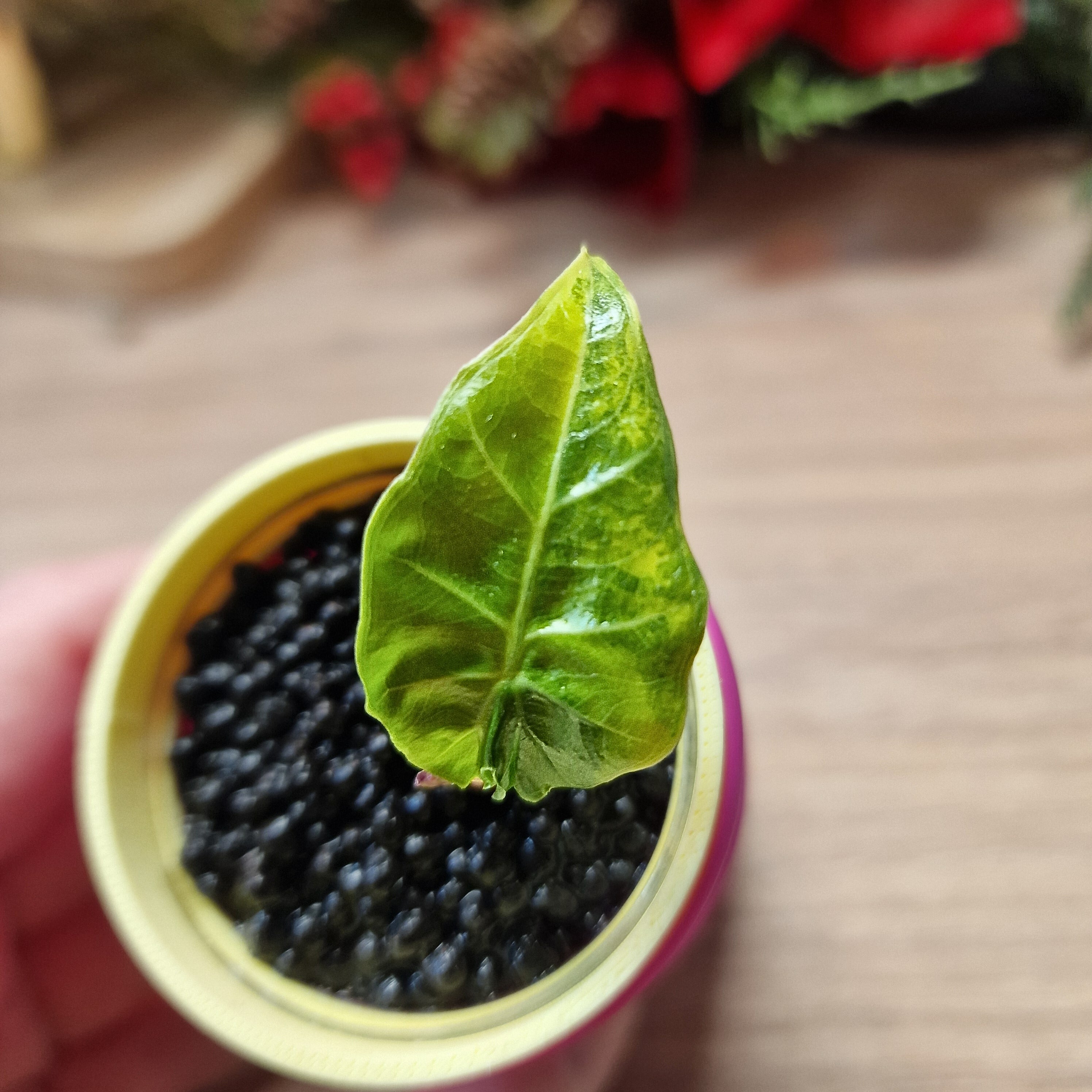 Alocasia Portodora aurea