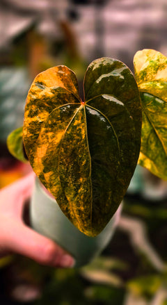 Anthurium Papillilaminum × Red Vein Dark Phoenix | Dark Vein Velvet Hybrid