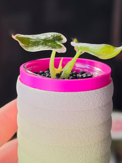 Alocasia Cuprea Pink Marble | Rare Pink Variegated Collector Alocasia