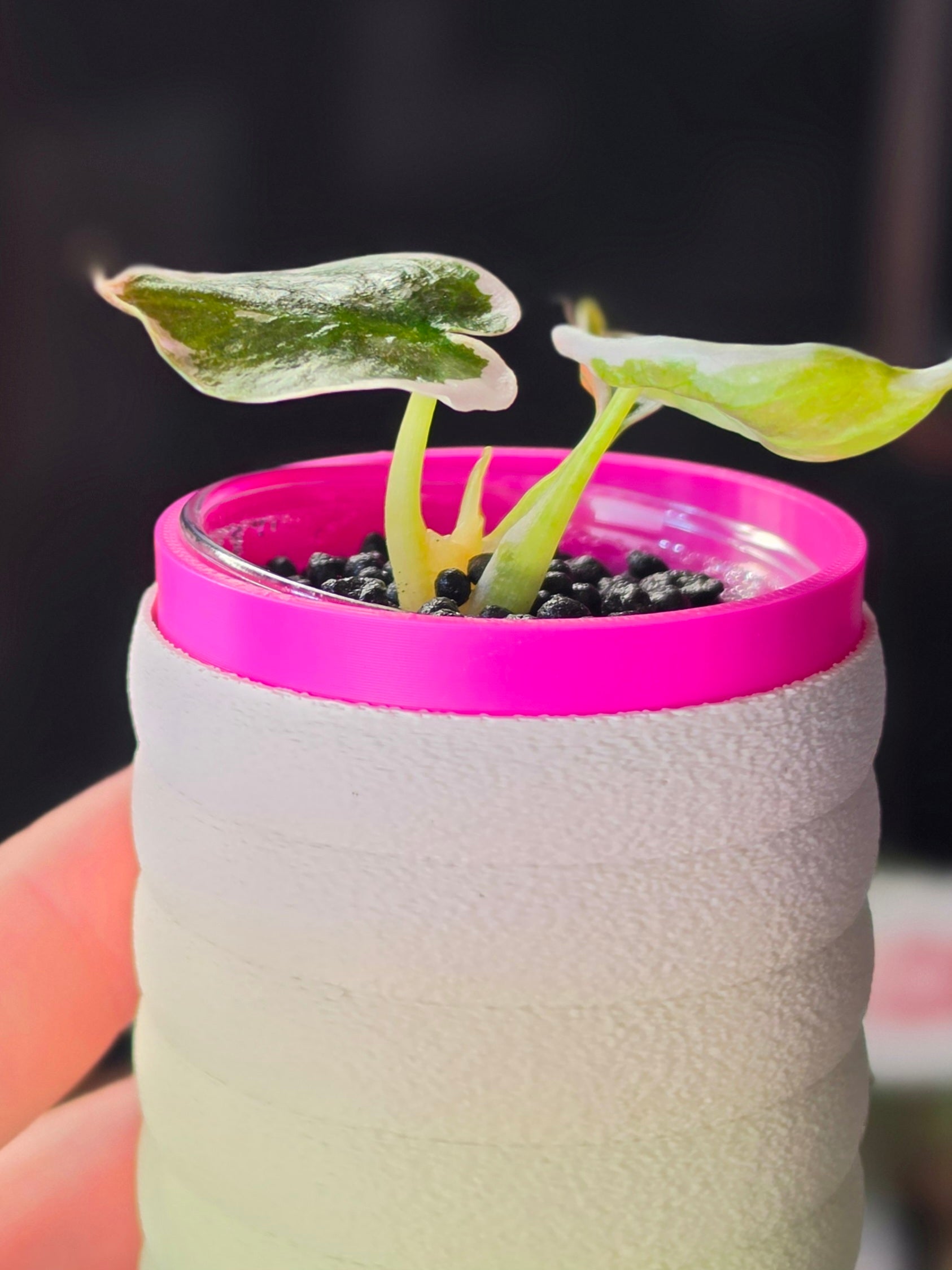 Alocasia Cuprea Pink Marble | Rare Pink Variegated Collector Alocasia