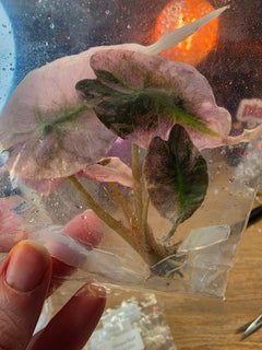 Alocasia Venom Pink TC Pre-Order Round3 | Variegated Tissue Culture Plant