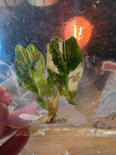 Alocasia Venom Pink TC Pre-Order Round3 | Variegated Tissue Culture Plant