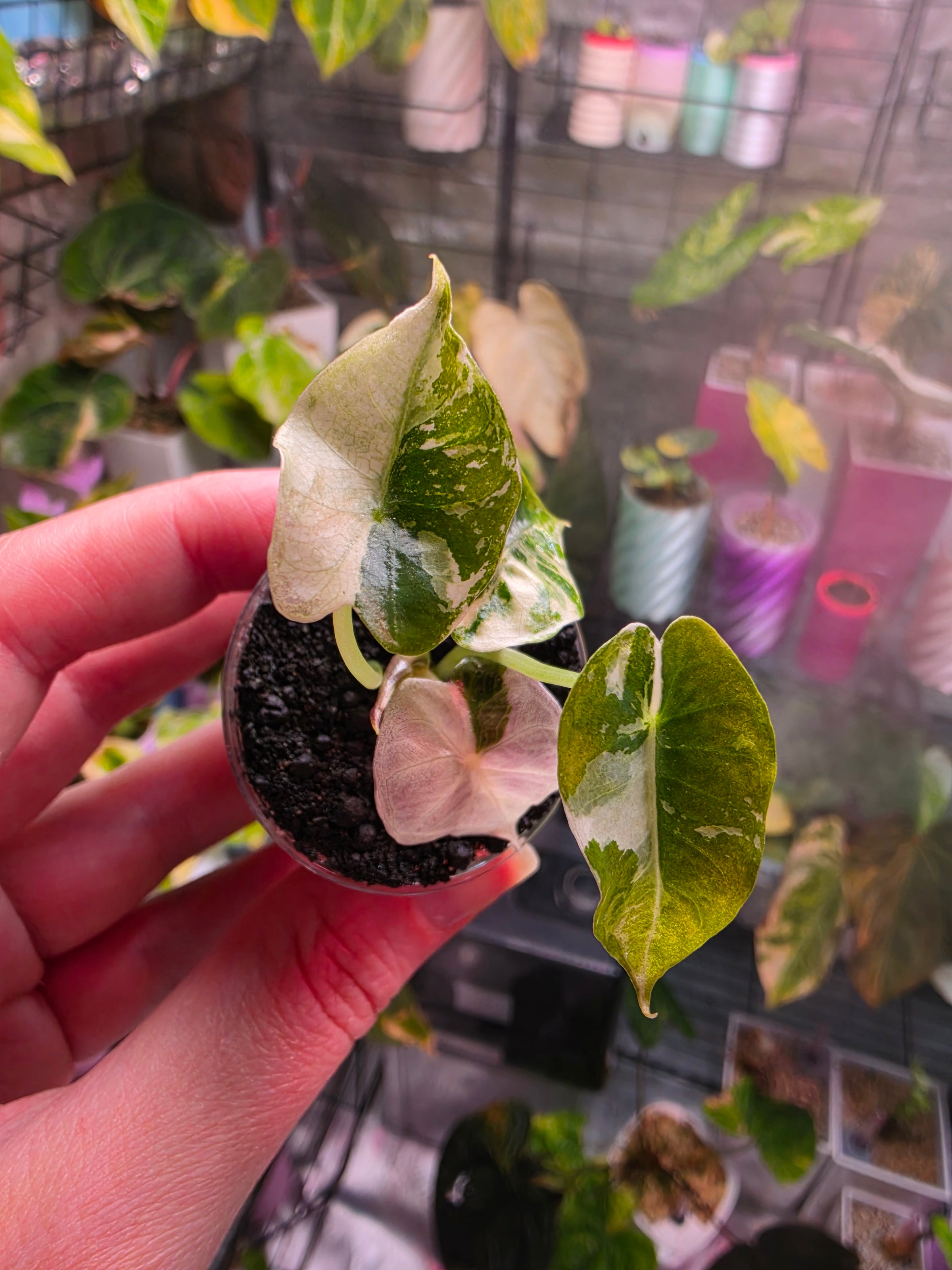 Alocasia Mandalay Pink Variegated | Rare Pink Alocasia Collector Plant