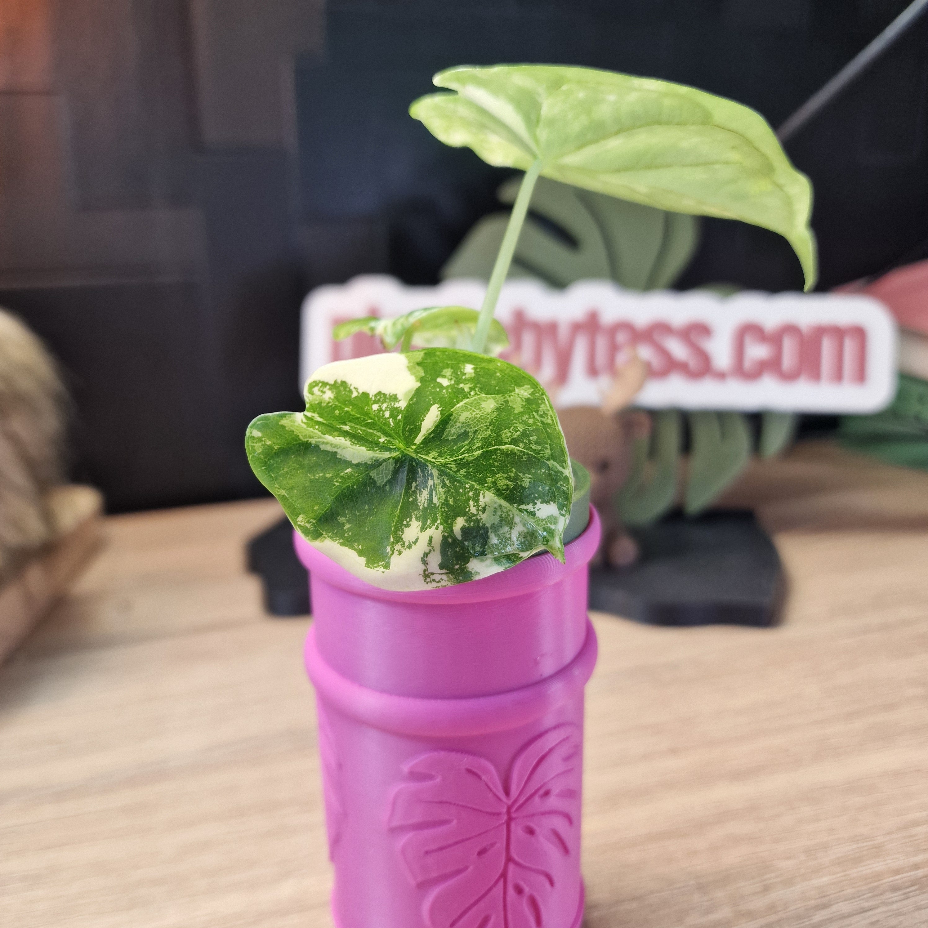 Alocasia Dragon Scale albo #6