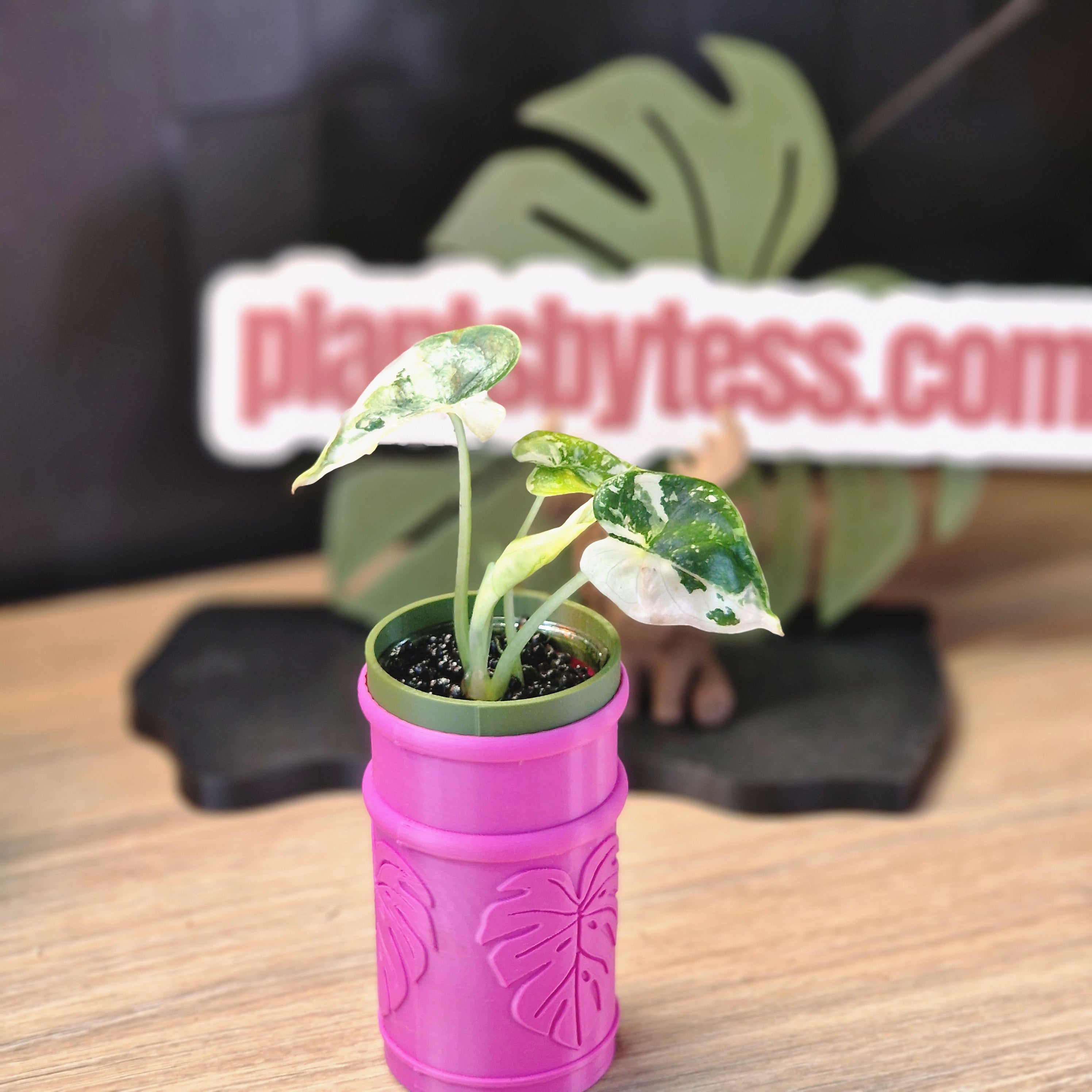 Alocasia Dragon Scale albo #5