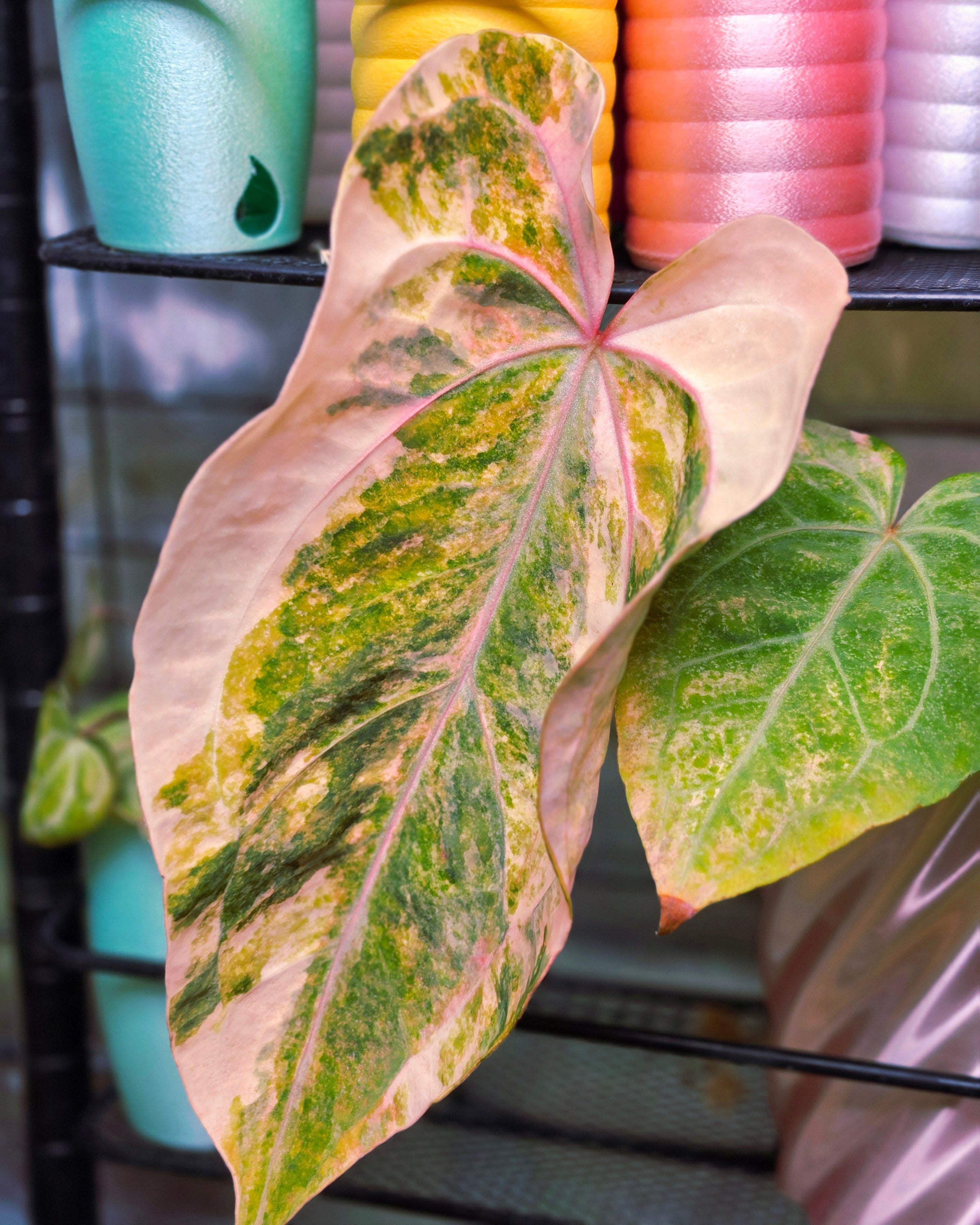 Anthurium Queen Crystallinum × (Forgetii × Papillilaminum) | Peach Clone Velvet Hybrid