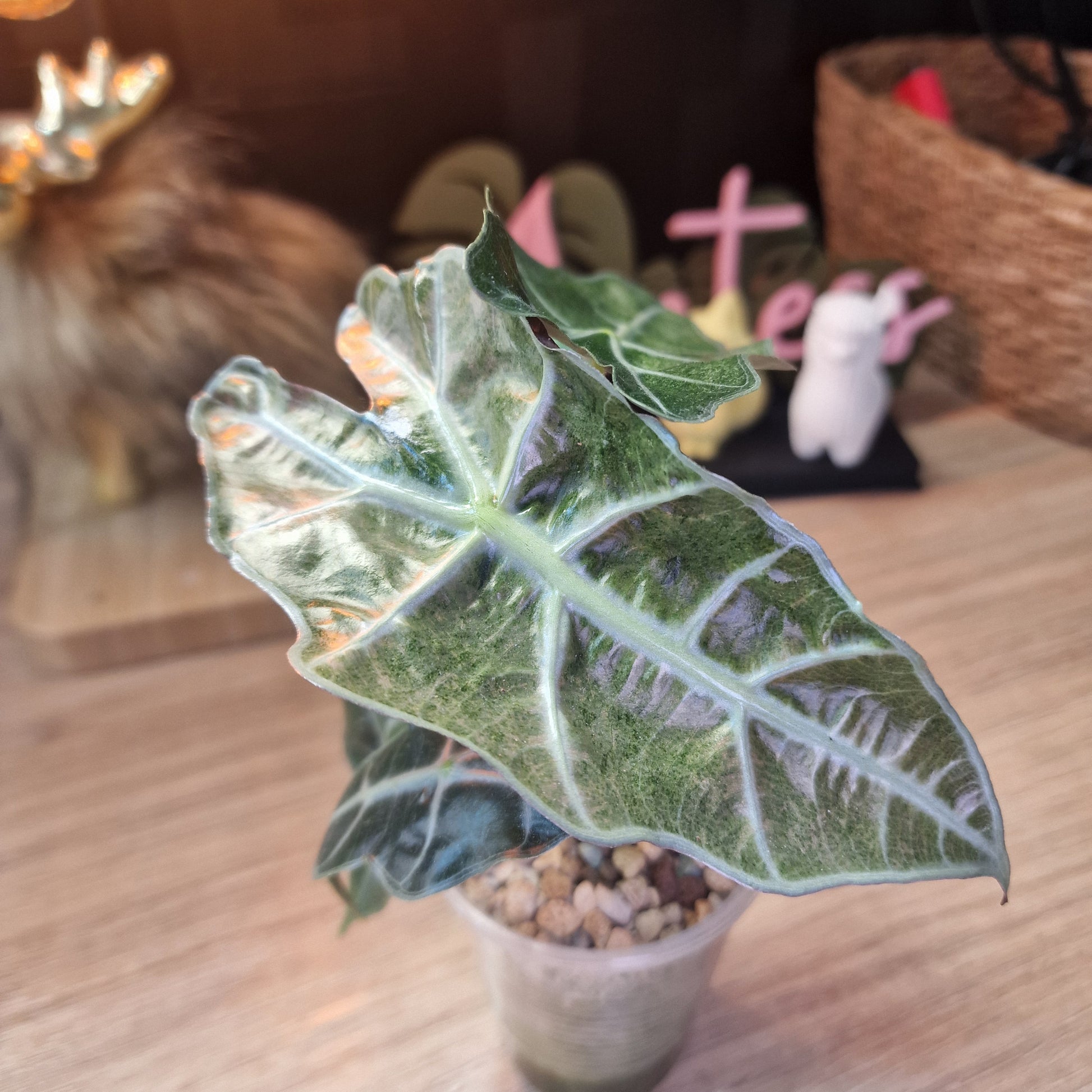 Alocasia Polly Pink Mint